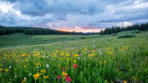 immagine_negozio_prodotti_accessori_per_il_verde