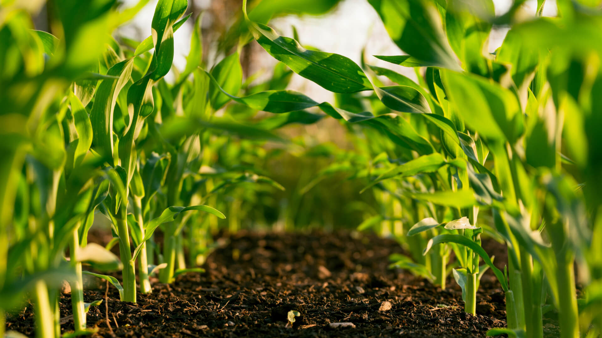 E-commerce Agrieuro